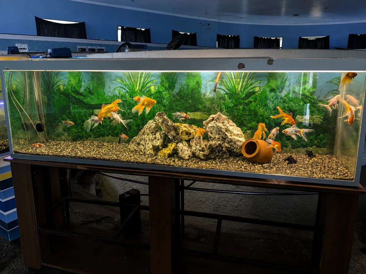 Ein Süßwasseraquarium mit Goldfischen, grünen Pflanzen und Steinen, ausgestellt im Delfinarium Batumi, Georgien