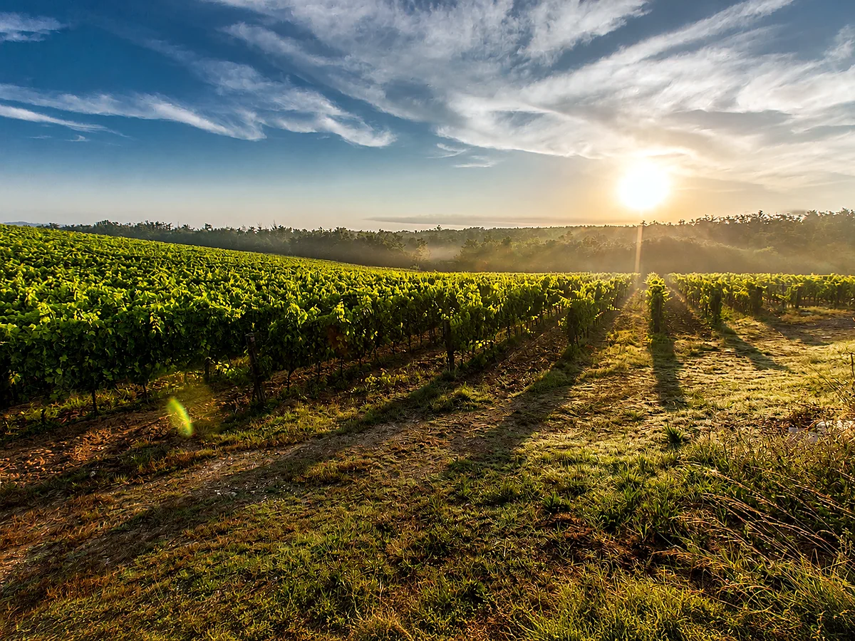 Rangées de vignes dans un vignoble de Kakhétie au lever du soleil, Géorgie