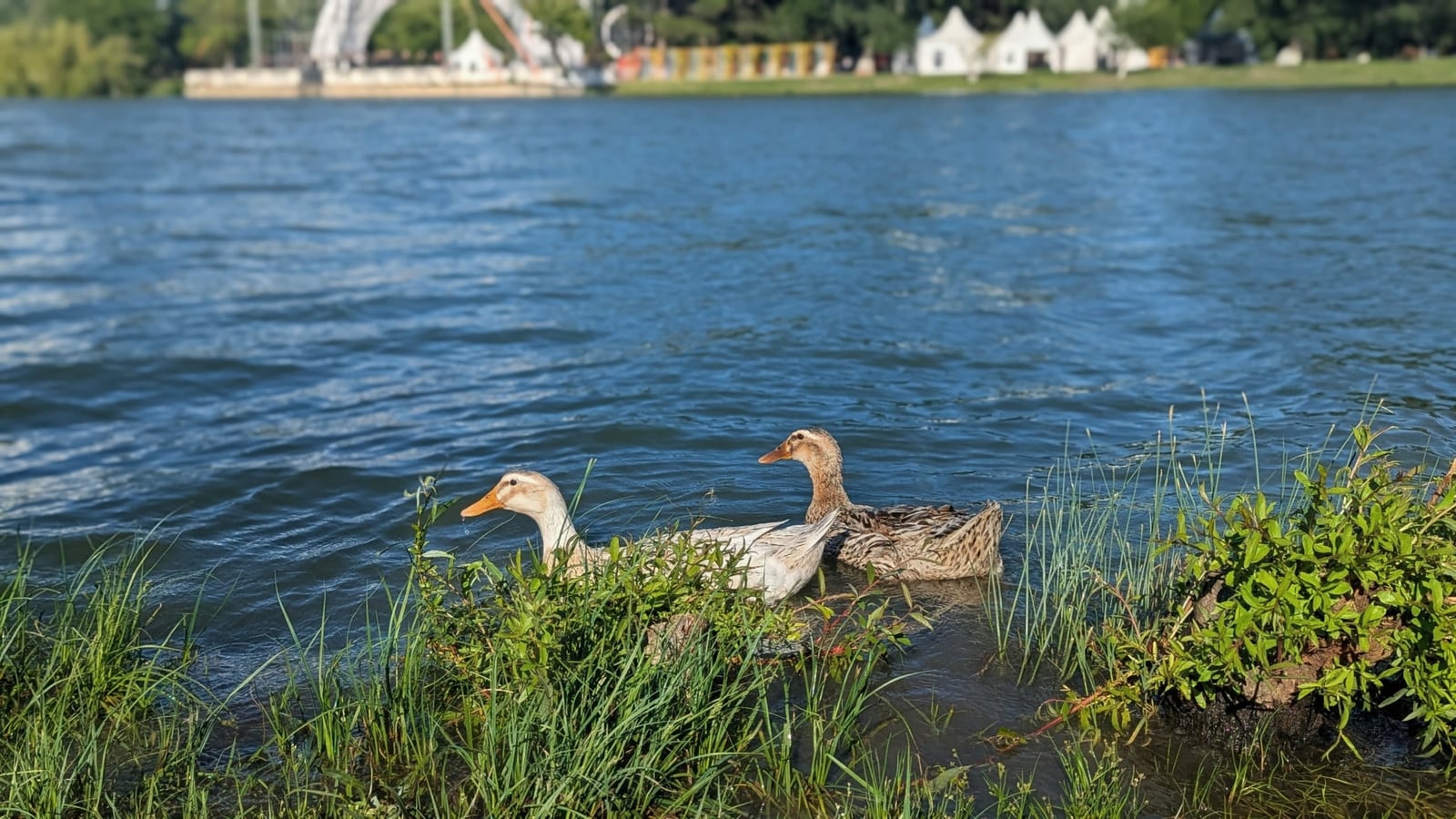 Canards au bord de l'eau dans le Parc central de Rustavi