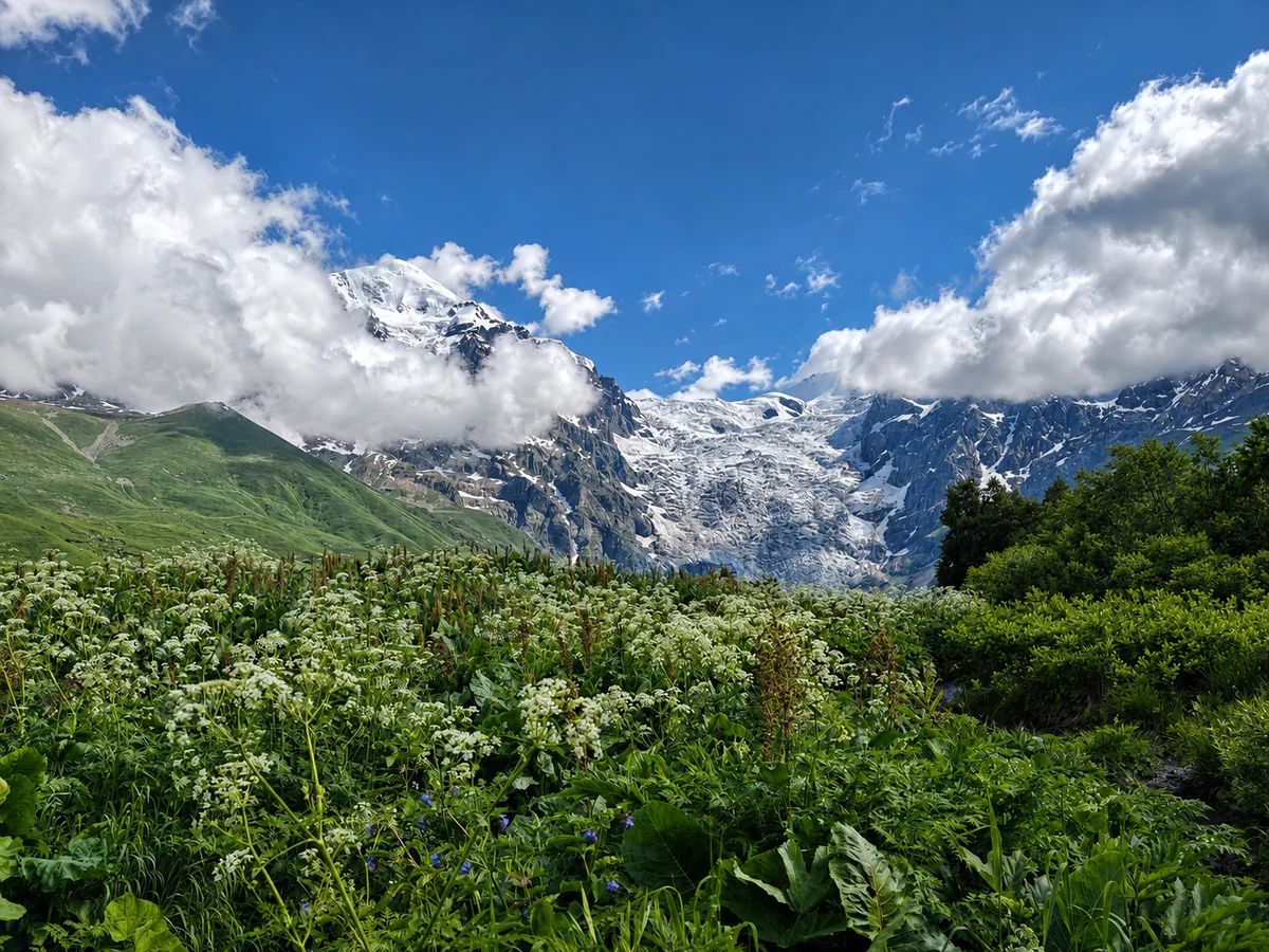 Eine sommerliche Wiese mit weißen Wildblumen unterhalb des Schchara-Gletschers und schneebedeckter Gipfel bei Uschguli, Swanetien, Georgien