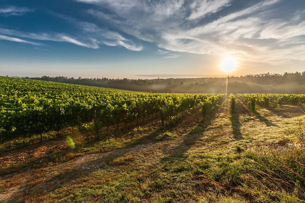 Kakheti wine region with vineyards and mountain views